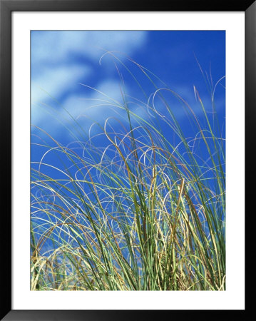 Dune Grass, Florida Keys by Lauree Feldman Pricing Limited Edition Print image