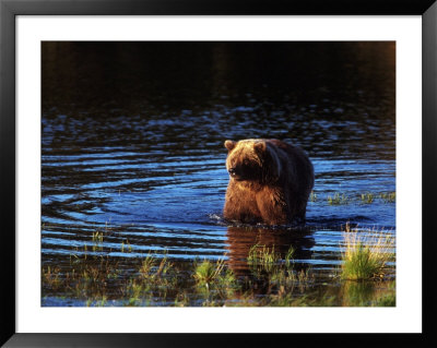 Grizzly Bear, Ursus Arctos Middendorffi, Ak by Robert Franz Pricing Limited Edition Print image