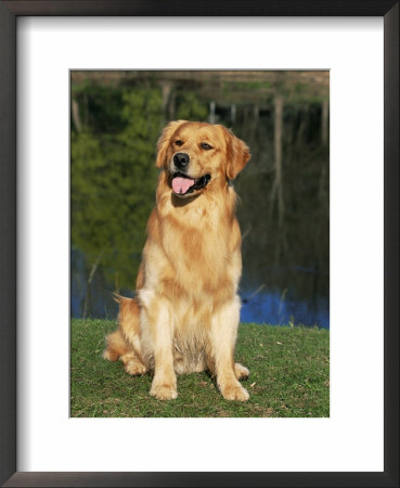 Domestic Dog Sitting Portrait, Golden Retriever (Canis Familiaris) Illinois, Usa by Lynn M. Stone Pricing Limited Edition Print image