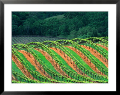 Trellised Vineyard In The Alexander Valley, Mendocino County, California, Usa by John Alves Pricing Limited Edition Print image