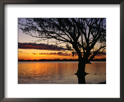 Tree Reflected In Lake Mournpoul At Sunrise, Hattah-Kulkyne National Park, Australia by Paul Sinclair Pricing Limited Edition Print image