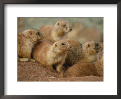 A Group Of Prairie Dogs Cluster Around The Entrance To Their Den by Annie Griffiths Belt Pricing Limited Edition Print image