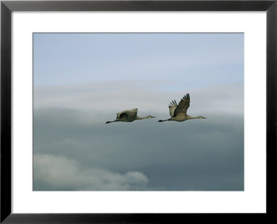Pair Of Sandhill Cranes In Flight by Marc Moritsch Pricing Limited Edition Print image