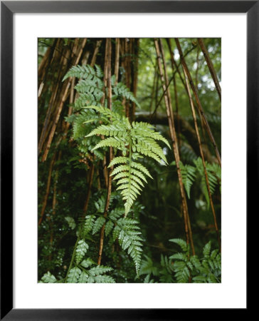 Wet Ferns In A Rain Forest Along The Hollyford Track by Todd Gipstein Pricing Limited Edition Print image