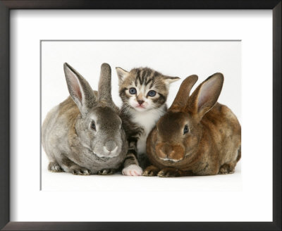 Tabby Kitten With Two Rabbits by Jane Burton Pricing Limited Edition Print image