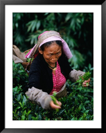 Tea Worker Plucks Tips From Darjeeling Tea Bush At Duncan's Marybong Tea Garden, Darjeeling, India by Greg Elms Pricing Limited Edition Print image