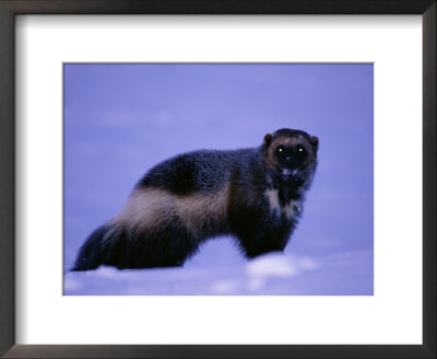 A Portrait Of A Wolverine by Paul Nicklen Pricing Limited Edition Print image