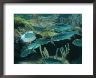 Fishes In Aquarium, Mexico - Mayan Riviera by Keith Levit Pricing Limited Edition Print image
