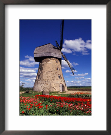 Windmill Surrounded By Red Tulips In Gauja National Park, Latvia by Janis Miglavs Pricing Limited Edition Print image
