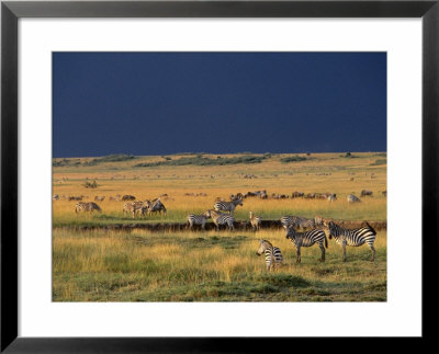 Migrating Zebras, Masai Mara National Reserve, Rift Valley, Kenya by Mitch Reardon Pricing Limited Edition Print image