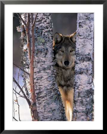 Gray Wolf Near Birch Tree Trunks, Canis Lupus, Mn by William Ervin Pricing Limited Edition Print image