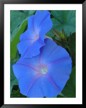 Morning Glory, Sydney, Australia by William Sutton Pricing Limited Edition Print image