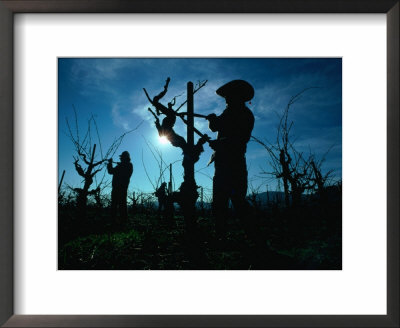 Silhouette Of People Pruning Vines, Dry Creek Valley, Sonoma, Usa by Nicholas Pavloff Pricing Limited Edition Print image