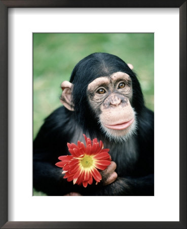 Chimpanzee Holding A Red Flower by Richard Stacks Pricing Limited Edition Print image