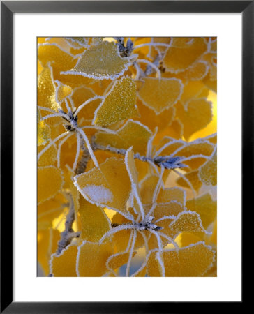 Frost On Cottonwood Leaves by Chuck Haney Pricing Limited Edition Print image