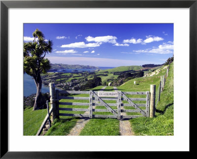 Gate And Cabbage Tree On Otago Peninsula, New Zealand by David Wall Pricing Limited Edition Print image