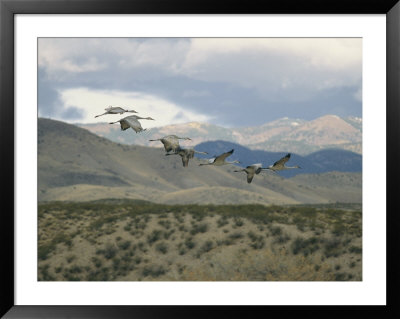 Flock Of Sandhill Cranes In Flight Over A Hilly Landscape by Marc Moritsch Pricing Limited Edition Print image
