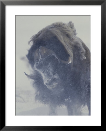 A Musk-Ox (Ovibos Moschatus) Shakes Off His Snowy Coat by Norbert Rosing Pricing Limited Edition Print image