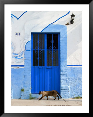 Detail Of Siamese Cat In Doorway With Wrought Iron Cover, Puerto Vallarta, Mexico by Nancy & Steve Ross Pricing Limited Edition Print image