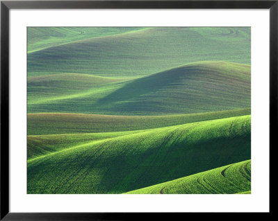 Wheat Springs In The Hills Of The Palouse Country, Idaho, Usa by Chuck Haney Pricing Limited Edition Print image