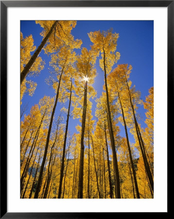 Aspen Grove In The San Juan Range Of Colorado, Usa by Chuck Haney Pricing Limited Edition Print image