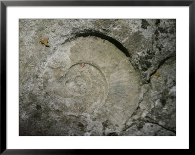 A Fossil Of A Warm Equatorial Sea And Long-Extinct Animal Is Seen In The Rocks by Toby Talbot Pricing Limited Edition Print image