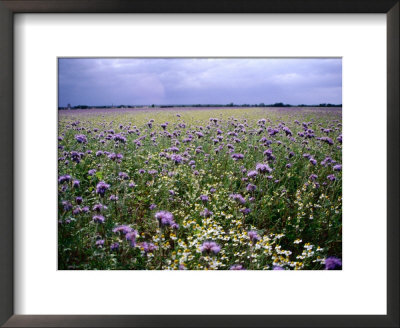 Wildflowers In The Loire Valley, France by Diana Mayfield Pricing Limited Edition Print image