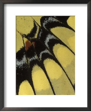 Swallowtail Butterfly Wing Detail, Michigan, Usa by Claudia Adams Pricing Limited Edition Print image