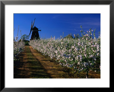 Apple Orchard And Windmill, Kivik, Sweden by Anders Blomqvist Pricing Limited Edition Print image