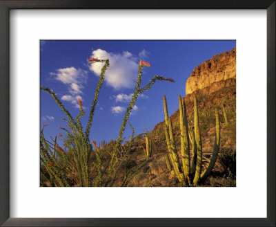 Organ Pipe Cactus With Ocotillo, Organ Pipe Cactus National Monument, Arizona, Usa by Jamie & Judy Wild Pricing Limited Edition Print image