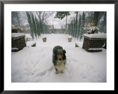 A Forlorn And Snow-Dusted Collie On The Front Porch Of A House by Joel Sartore Pricing Limited Edition Print image