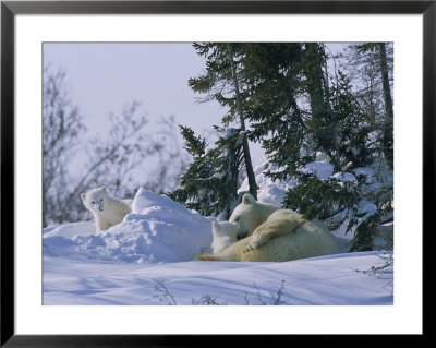 A Polar Bear Cub Peeks From A Snow Drift As Mother And Twin Cub Rest by Norbert Rosing Pricing Limited Edition Print image