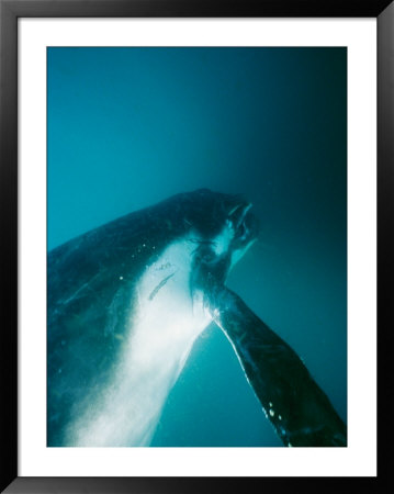 A Southern Humpback Whale Calf Swimming In Blue Waters by Jason Edwards Pricing Limited Edition Print image