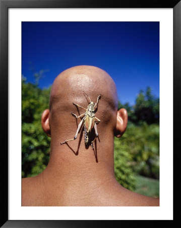 Grasshopper On Bald Man's Head by Peter Langone Pricing Limited Edition Print image