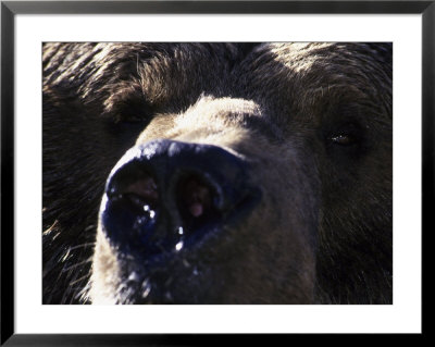 Brown Bear, Ursus Arctos by Mark Newman Pricing Limited Edition Print image
