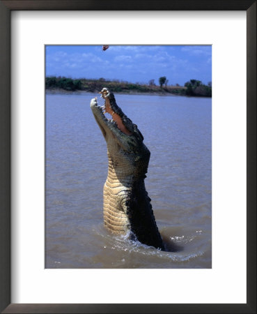 Crocodile (Crocodylidae Crocodilia) Jumping For Food On Adelaide River, Australia by Mitch Reardon Pricing Limited Edition Print image