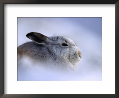 Profile Of Adult Mountain Hare In Winter Coat, Monadhliath, Strathspey, United Kingdom by Andrew Parkinson Pricing Limited Edition Print image