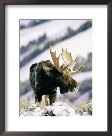 A Bull Moose Surveys His Territory From A High Point by Roy Toft Pricing Limited Edition Print image