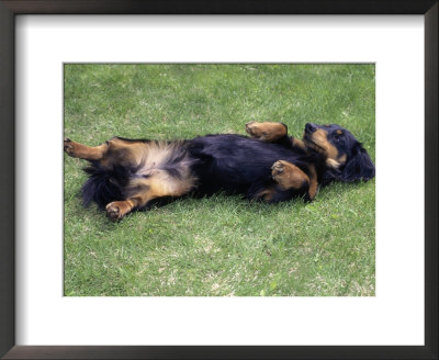 Miniature Dachshund Lying On Back, Canada by Ralph Reinhold Pricing Limited Edition Print image