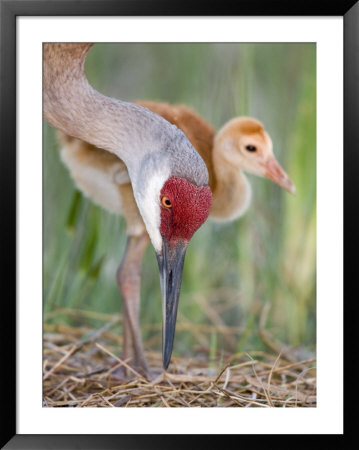 Close-Up Of Sandhill Crane And Chick At Nest, Indian Lake Estates, Florida, Usa by Arthur Morris Pricing Limited Edition Print image