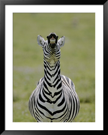 Male Burchell's Zebra Exhibits Flehmen Display To Sense Females, Kenya by Arthur Morris Pricing Limited Edition Print image