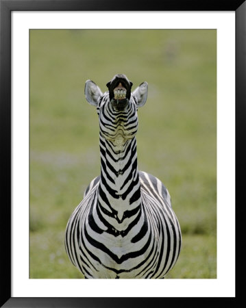 Male Burchell's Zebra Exhibits Flehmen Display To Sense Females, Kenya by Arthur Morris Pricing Limited Edition Print image
