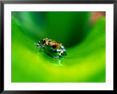 Strawberry Poison Dart Frog (Dendrobates Pumilio), Costa Rica by Alfredo Maiquez Pricing Limited Edition Print image