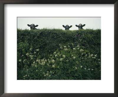 Three Cows Peer Over A Hedge Garlanded With Wildflowers by Sam Abell Pricing Limited Edition Print image
