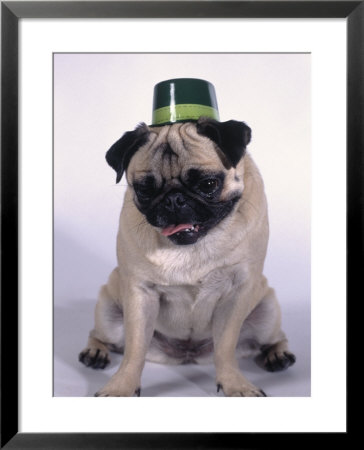 Fawn Pug Wearing Irish Hat by Charles Cangialosi Pricing Limited Edition Print image