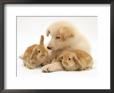 White German Shepherd Dog Puppy With Sandy Lop Baby Rabbits by Jane Burton Pricing Limited Edition Print image