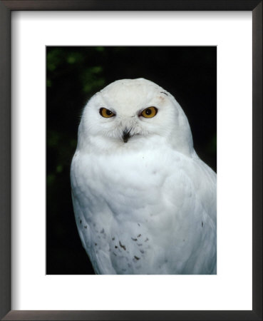 Portrait Of A Snowy Owl by Fogstock Llc Pricing Limited Edition Print image