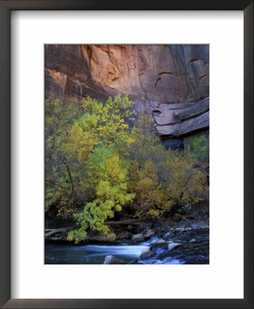 Fall Color On Virgin River, Zion National Park, Utah, Usa by Diane Johnson Pricing Limited Edition Print image