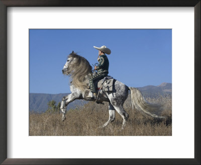 Horseman In Traditional Dress Riding Grey Andalusian Stallion, Ojai, California, Usa by Carol Walker Pricing Limited Edition Print image