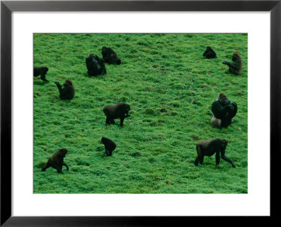 Elevated View Of Lowland Gorillas (Gorilla Gorilla Gorilla) Foraging In The Bai by Michael Nichols Pricing Limited Edition Print image